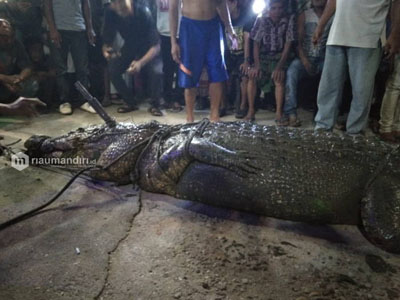  Gunakan Pancing Umpan Bebek, Buaya Ganas Pemangsa Warga Inhil Berhasil Ditangkap